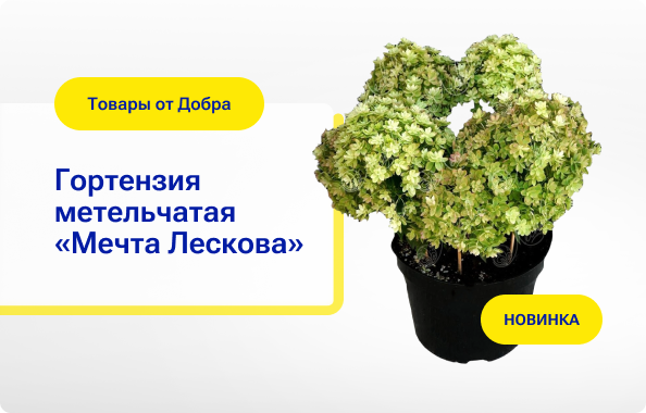 Гортензия