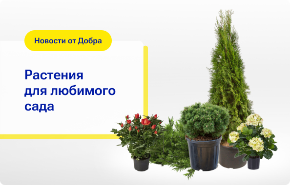 Растения для сада